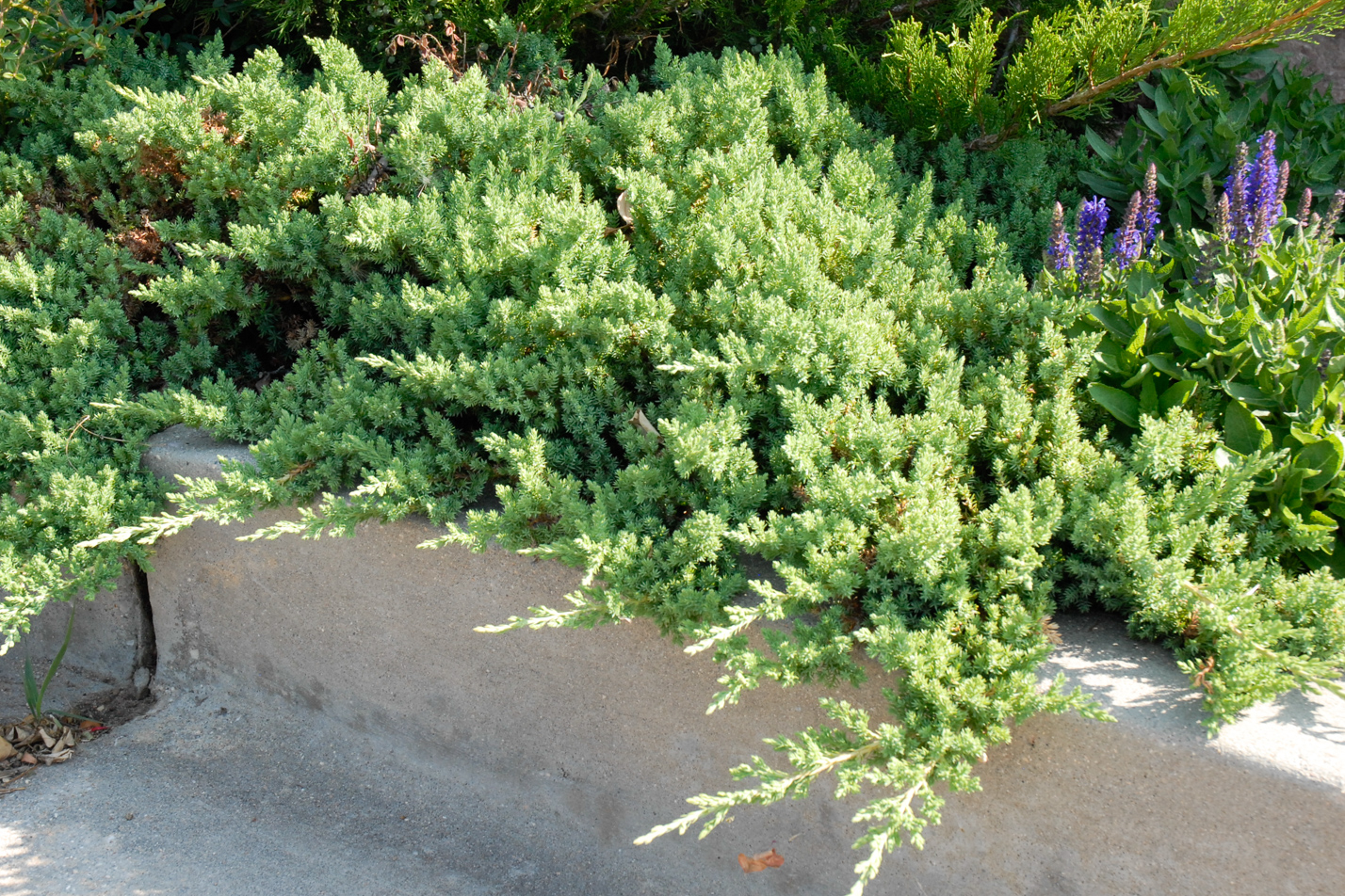 Dwarf Creeping Juniper